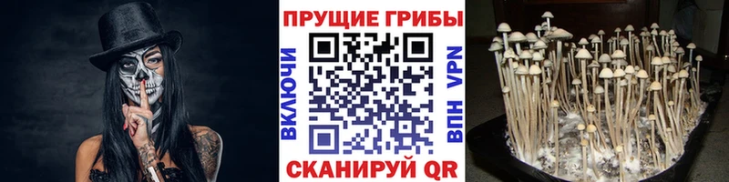 нарко площадка состав  ОМГ ОМГ как войти  Когалым  Галлюциногенные грибы ЛСД 